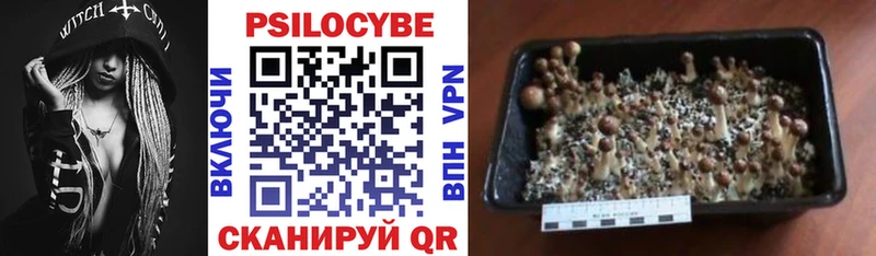 Псилоцибиновые грибы Cubensis Кувандык
